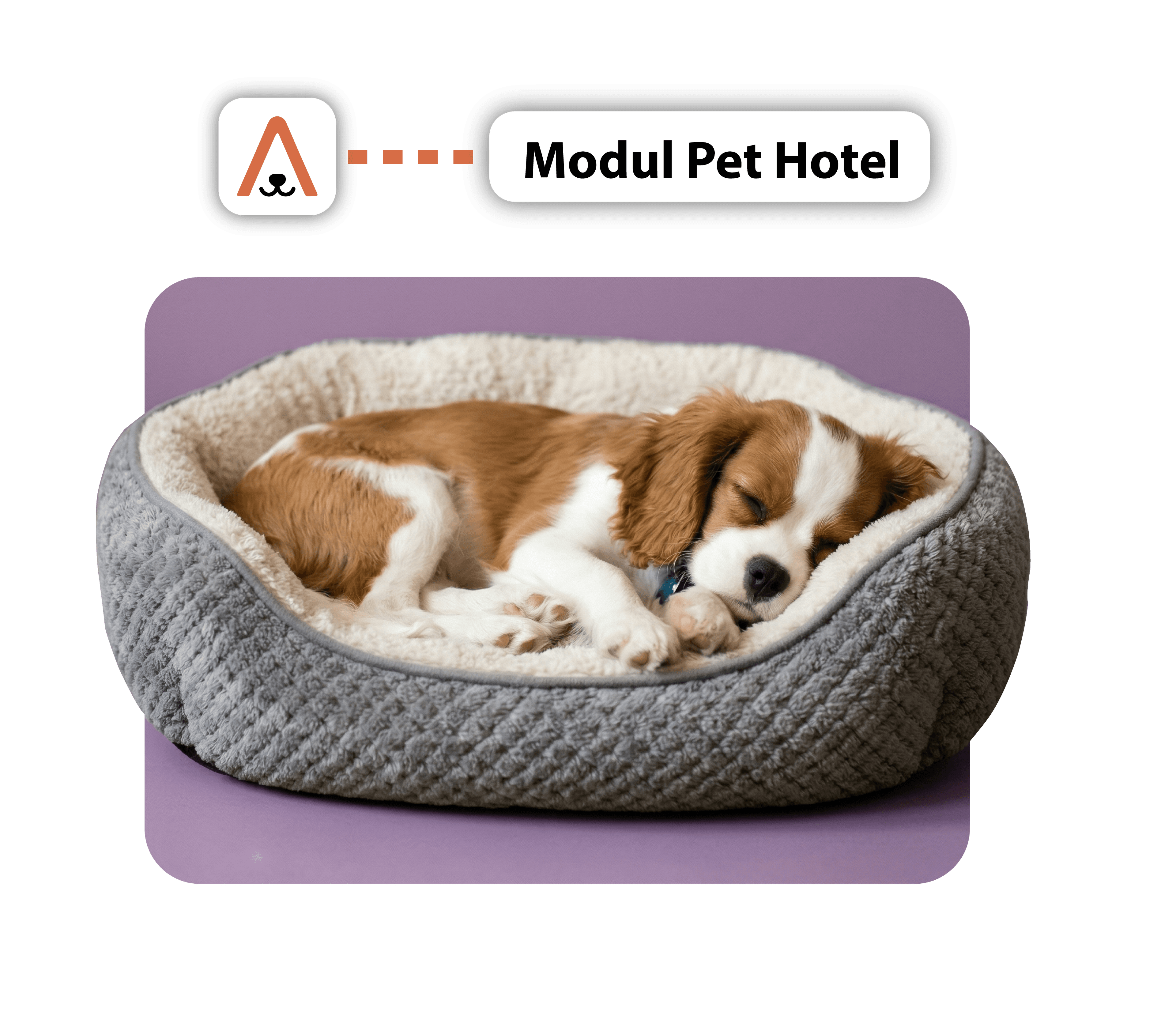 Modern pet hotel managed with Animalia Pro software